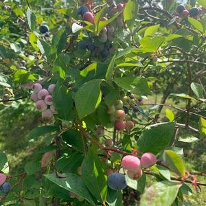 Meet your Posher, Carrie